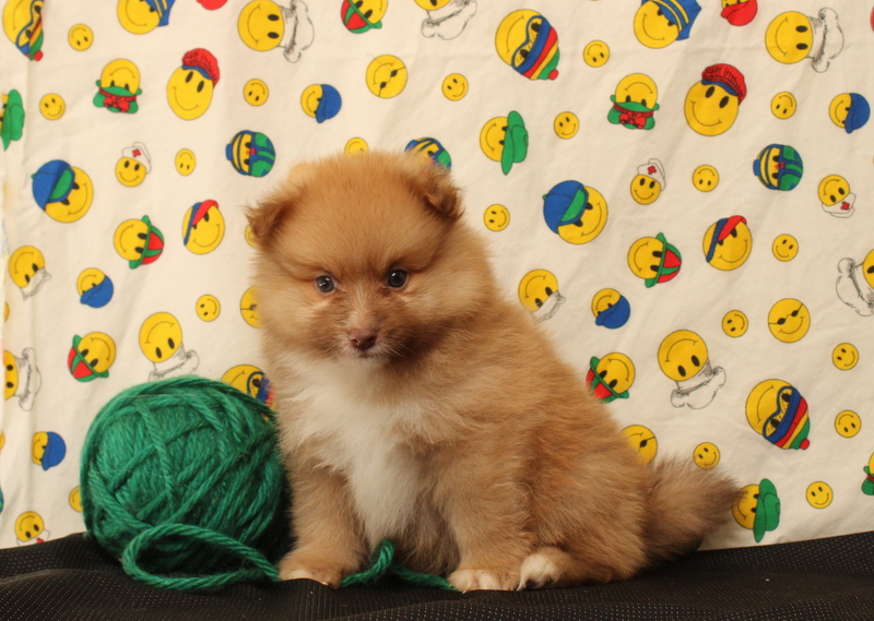 puppy, for, sale, Pomeranian, Matthew B. Stoltzfus, dog, breeder, Gap, PA, dog-breeder, puppy-for-sale, forsale, nearby, find, puppyfind, locator, puppylocator, aca